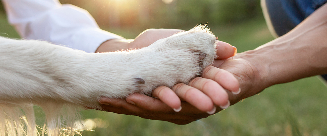 Access to Veterinary Care Coalition