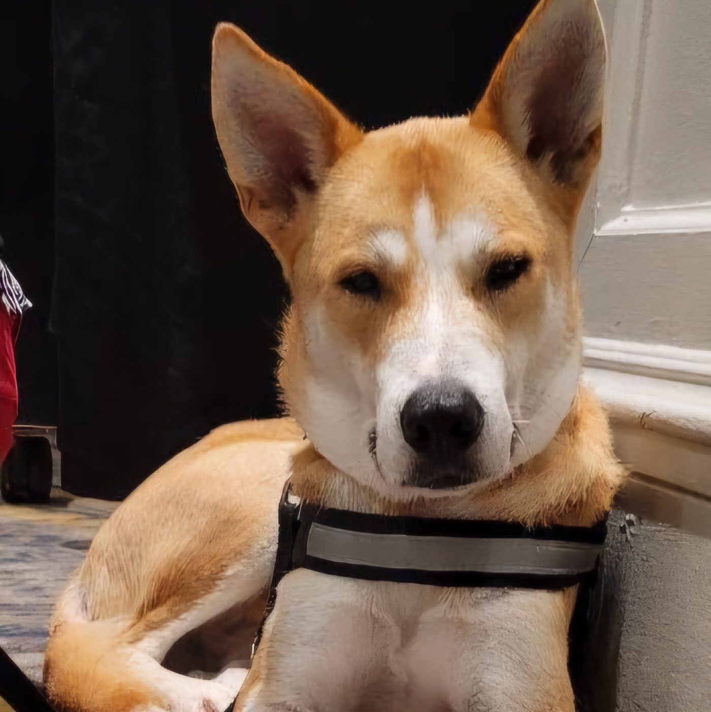 Chance Fisher, Service Dog